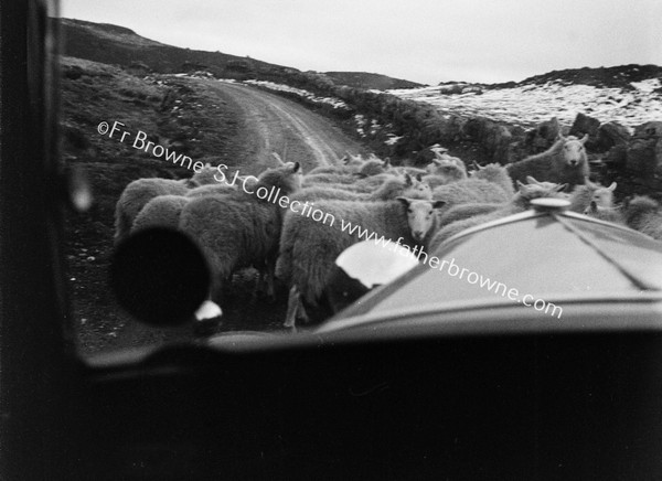 THROUGH WINDSCREEN SHEEP BLOCK THE WAY